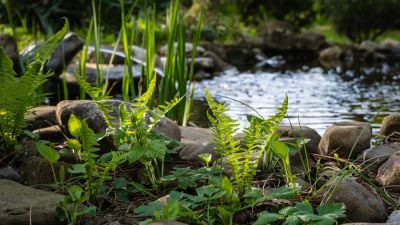 Improve The Health of Your Pond By Getting Professional Cleaning