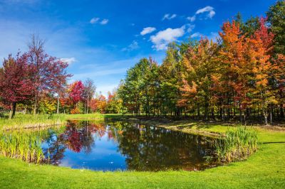 Improve The Look of Your Pond By Getting Professional Cleaning